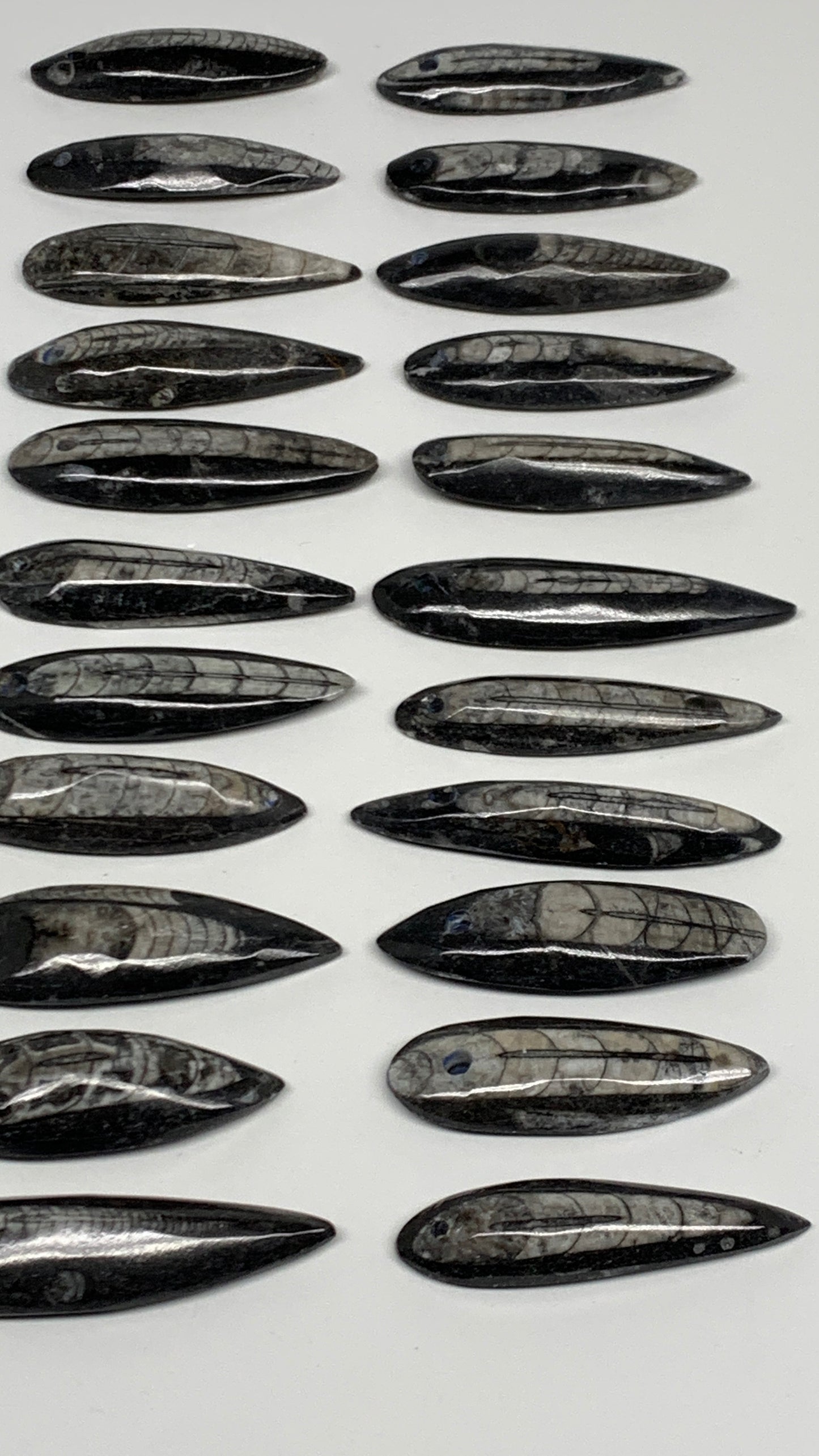 458g (1.1 lbs), 33 pcs, 2.2"-2.9", Orthoceras Fossils Drilled Pendants, B29895